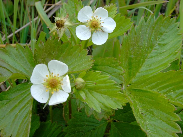 Ahomansikka - Fragaria vesca