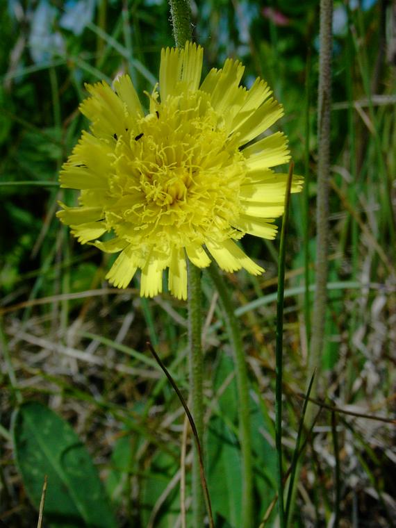 Huopakeltano - Pilosella officinarum