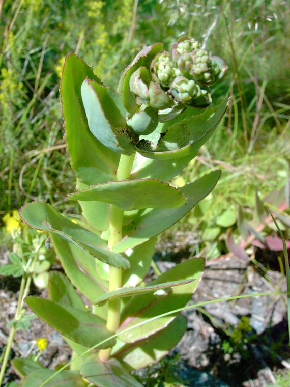 Isomaksaruoho - Sedum telephium