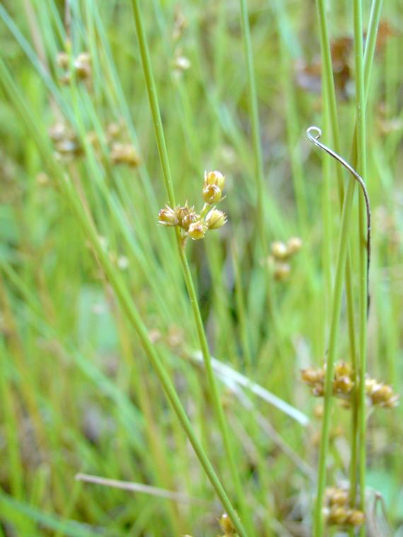 Jouhivihvil - Juncus filiformis