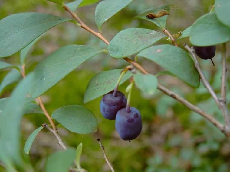 Juolukka - Vaccinium uliginosum