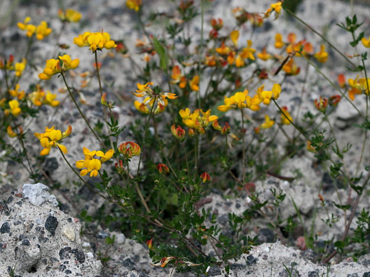 Keltamaite - Lotus corniculatus