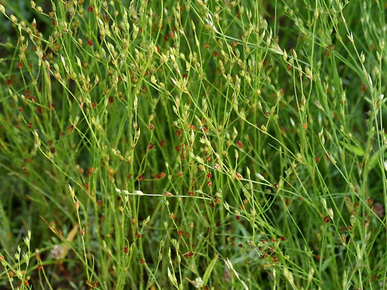 Konnanvihvil - Juncus bufonius