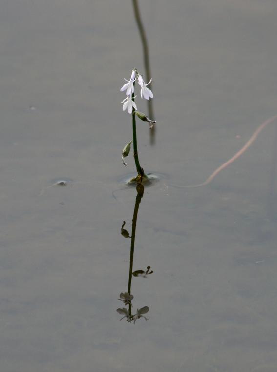 Nuottaruoho - Lobelia dortmanna