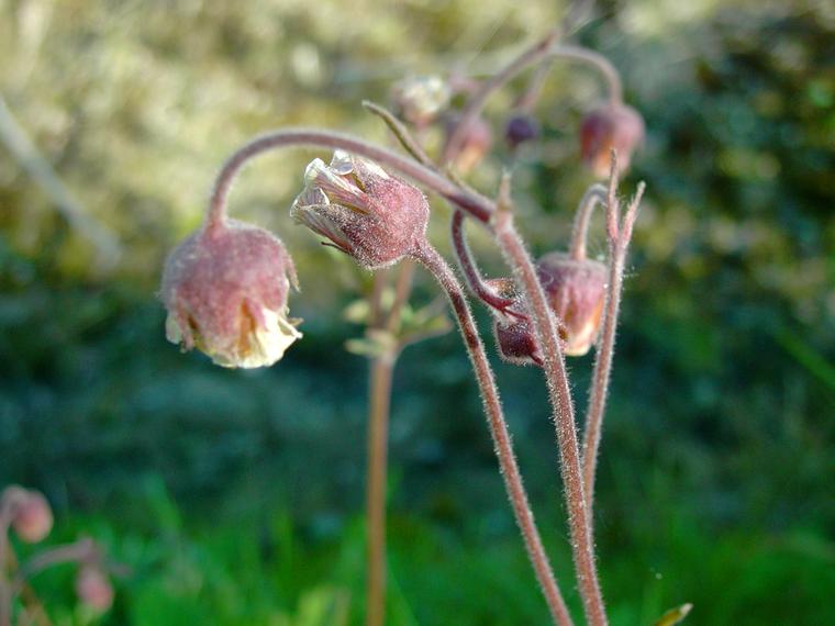 Ojakellukka - Geum rivale