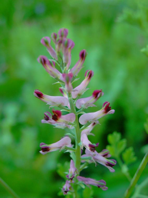 Peltoemkki - Fumaria officinalis