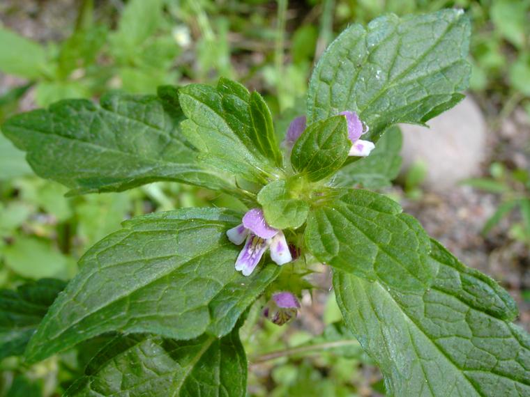 Peltopillike - Galeopsis bifida