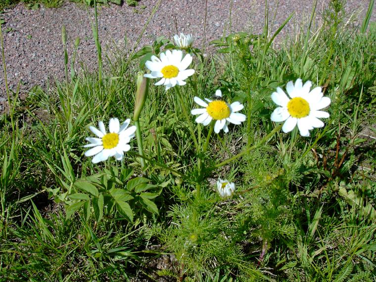 Peltosaunio / Saunakukka - Tripleurospermum inodorum