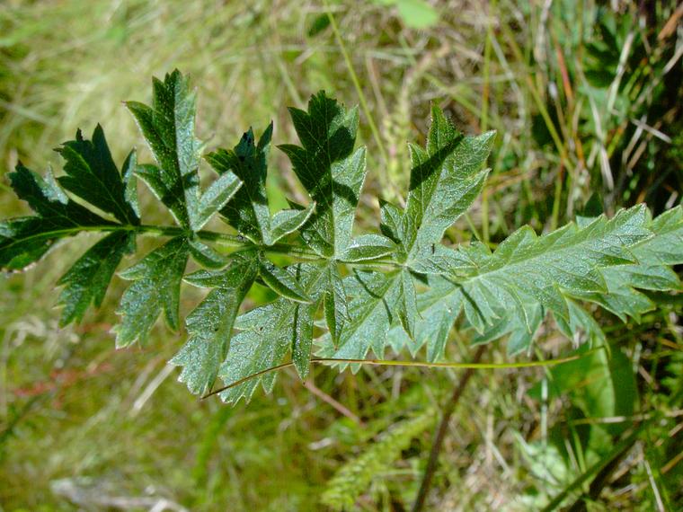 Pukinjuuri - Pimpinella saxifraga