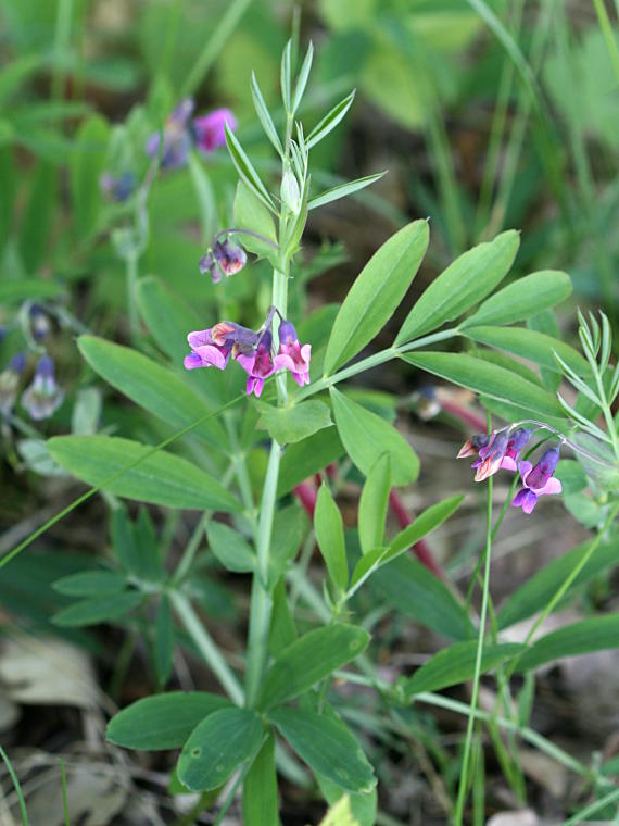 Syyllinnunherne - Lathyrus linifolius