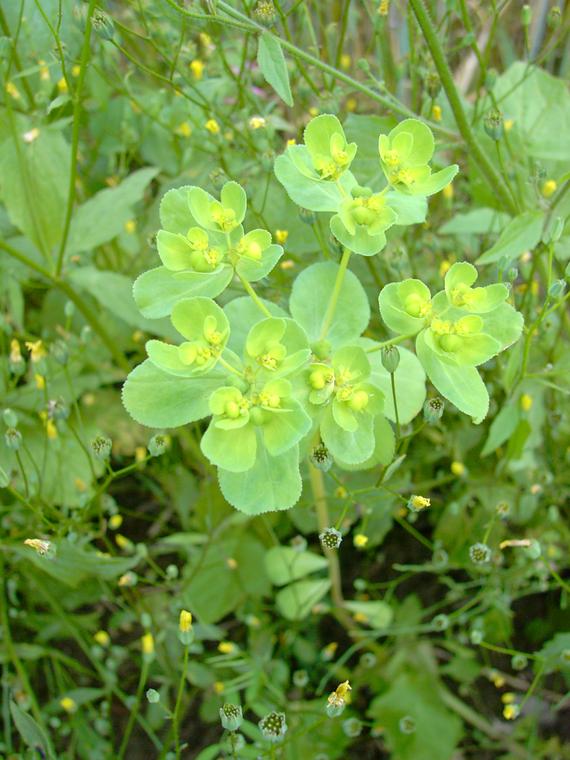 Viisisdetyrkki - Euphorbia helioscopia